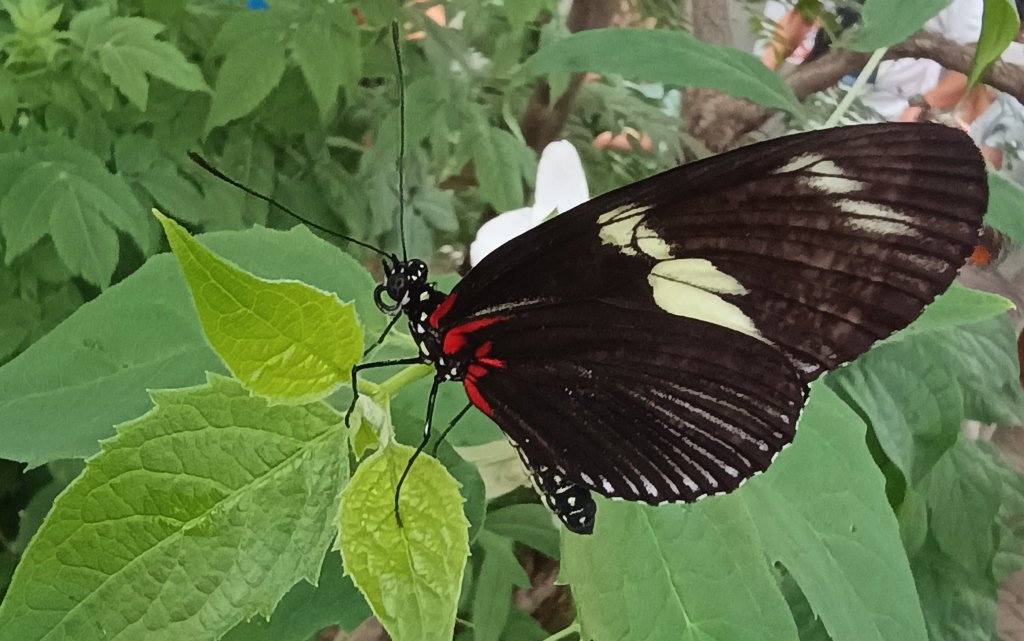 Heliconius doris