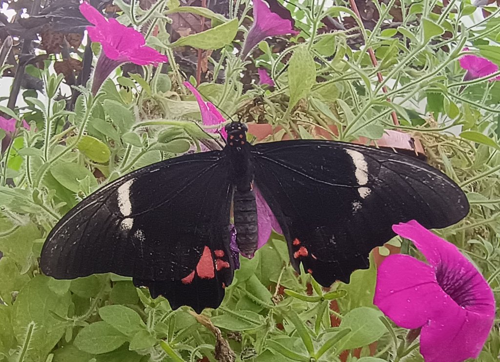 Papilio anchisiades