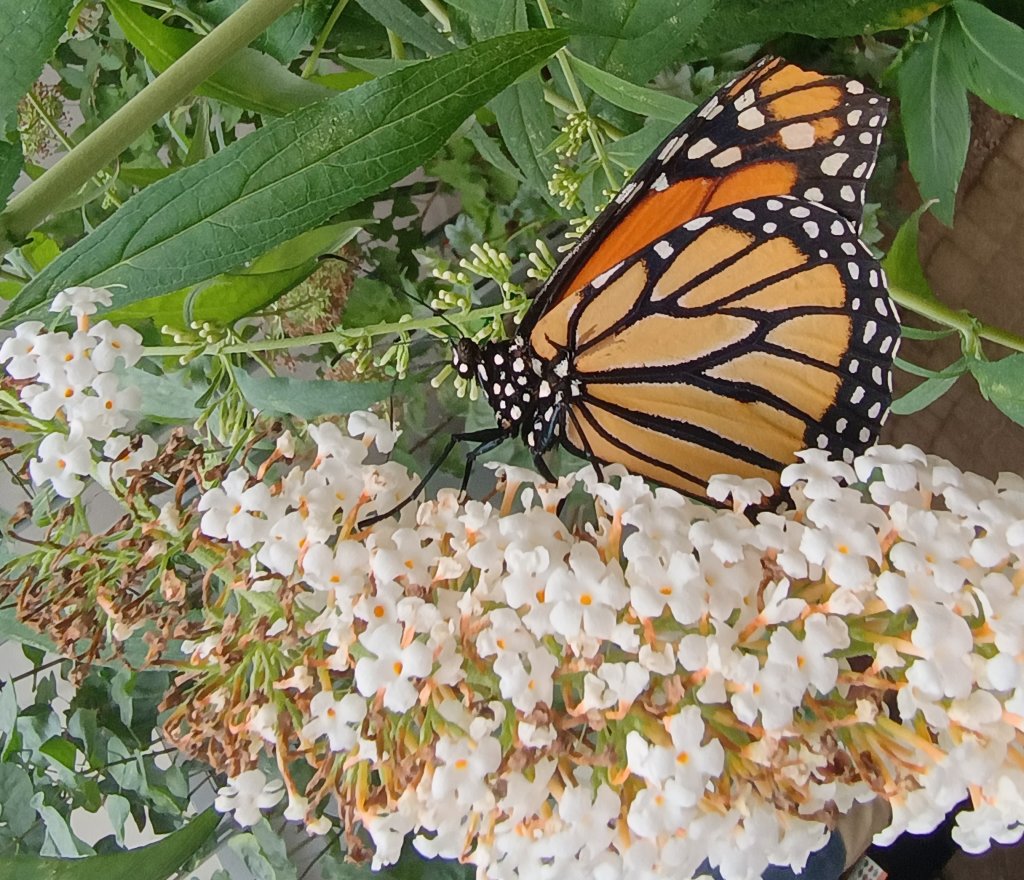Danaid wędrowny, monarcha (Danaus plexippus)