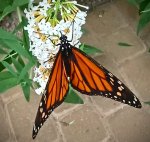 Danaid wędrowny (Danaus plexippus)