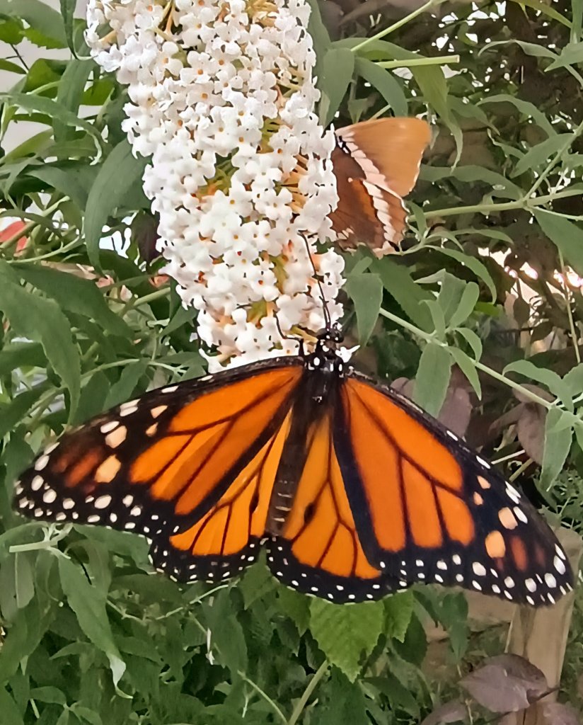 Danaid wędrowny (Danaus plexippus)