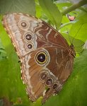Morpho peleides