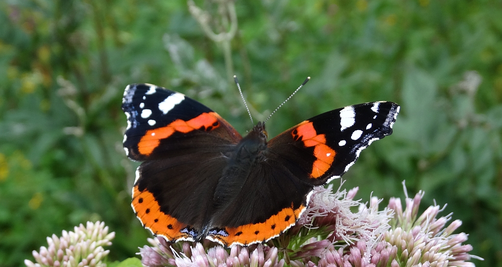 Rusałka admirał (Vanessa atalanta)