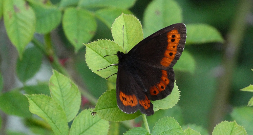 Górówka euriala (Erebia euryale)