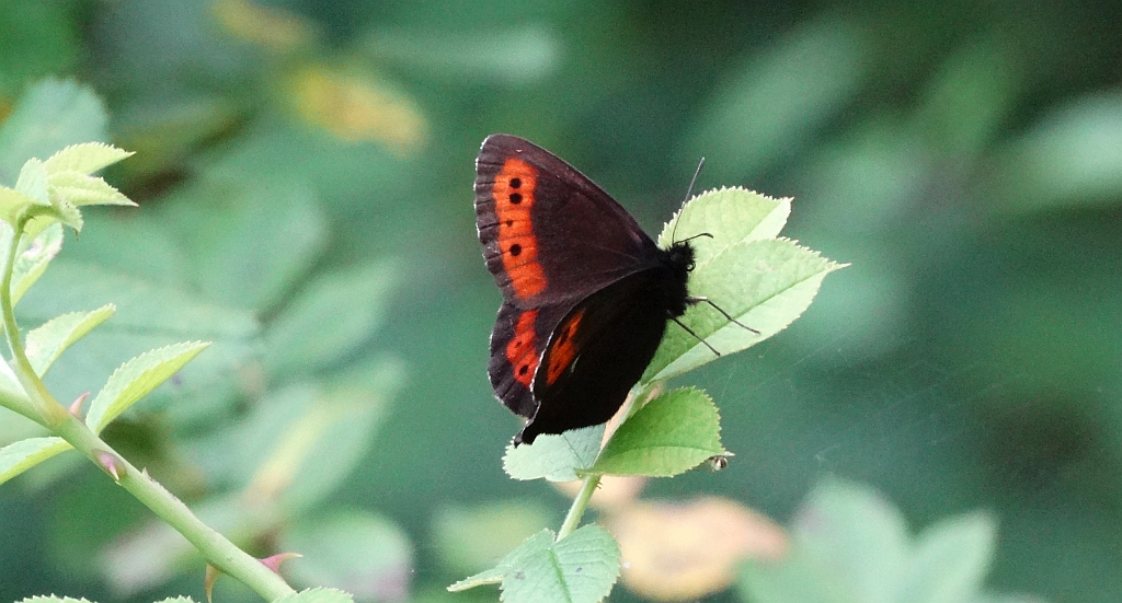 Górówka euriala (Erebia euryale)