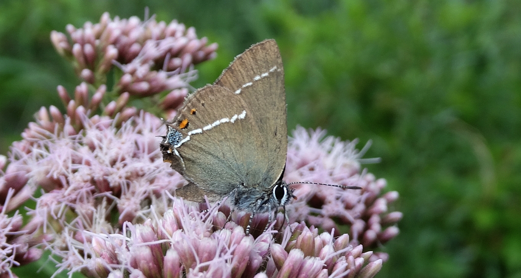 Ogończyk tarninowiec (Satyrium spini)