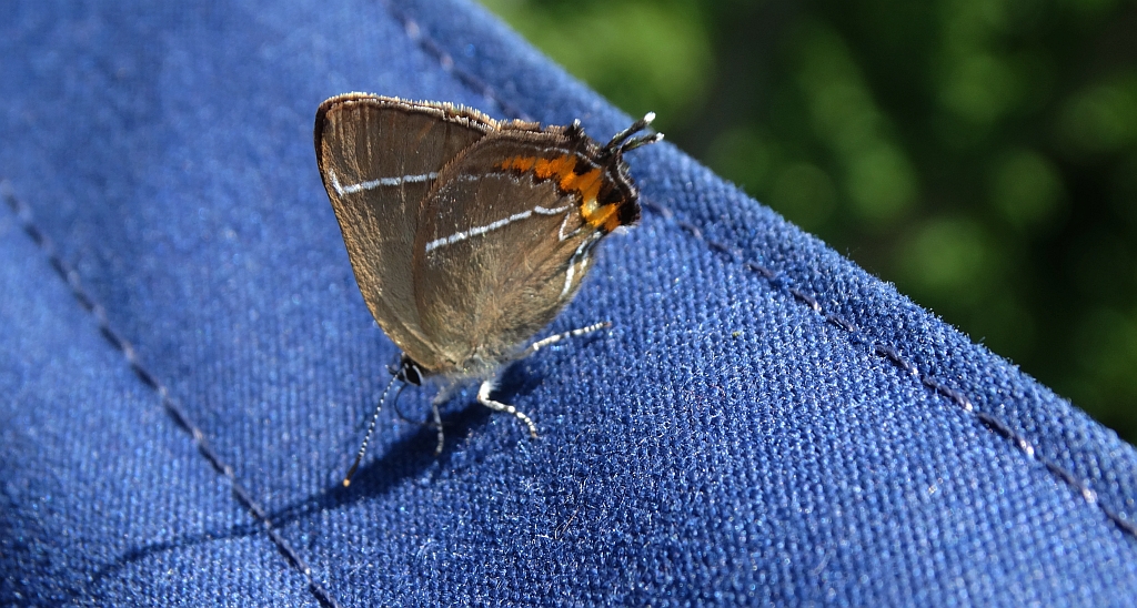 Ogończyk wiązowiec (Satyrium w-album)