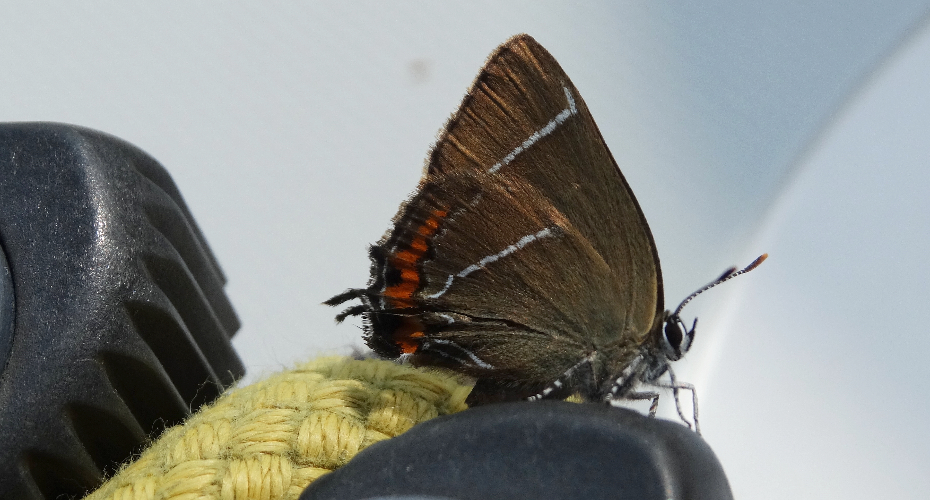 Ogończyk wiązowiec (Satyrium w-album)