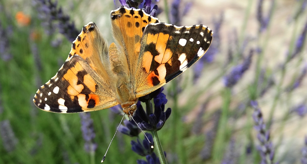 Rusałka osetnik (Vanessa cardui, syn. Cynthia cardui)