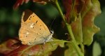 Czerwończyk dukacik (Lycaena virgaureae)