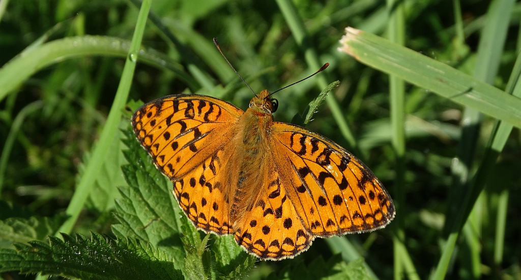 Dostojka adype, perłowiec adype (Argynnis adippe)