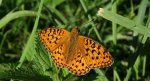 Dostojka adype, perłowiec adype (Argynnis adippe)