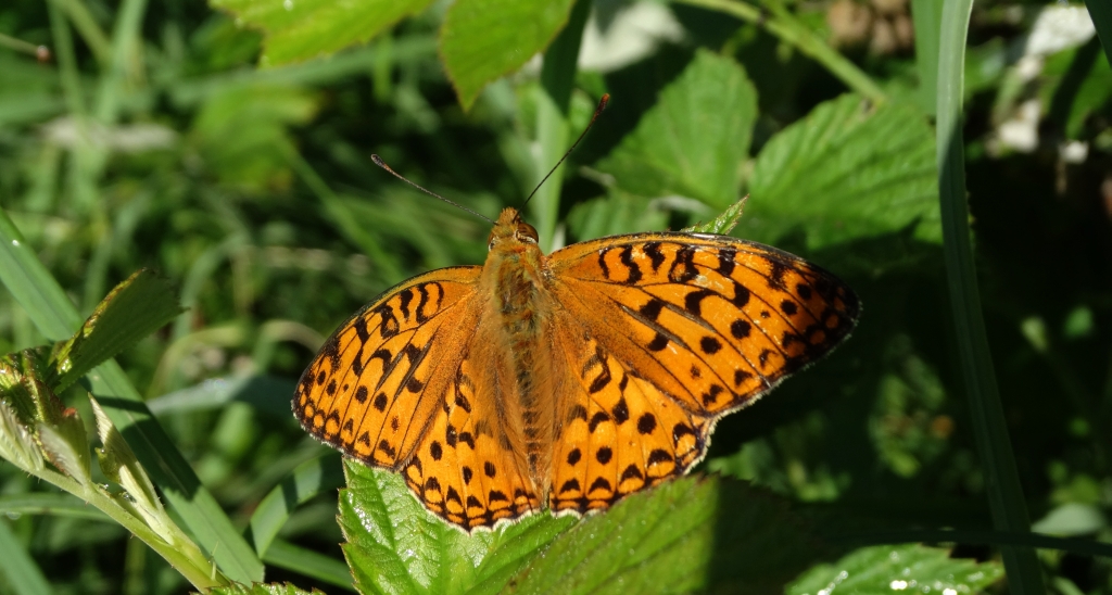 Dostojka adype, perłowiec adype (Argynnis adippe)
