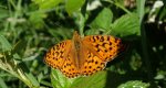 Dostojka adype, perłowiec adype (Argynnis adippe)