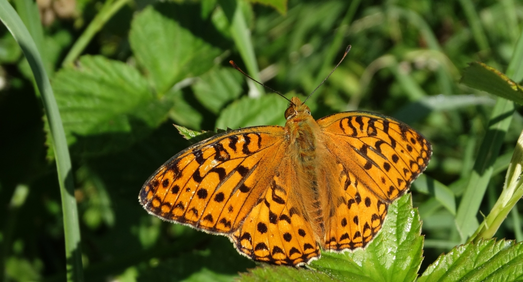 Dostojka adype, perłowiec adype (Argynnis adippe)