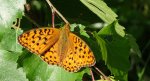 Dostojka adype, perłowiec adype (Argynnis adippe)
