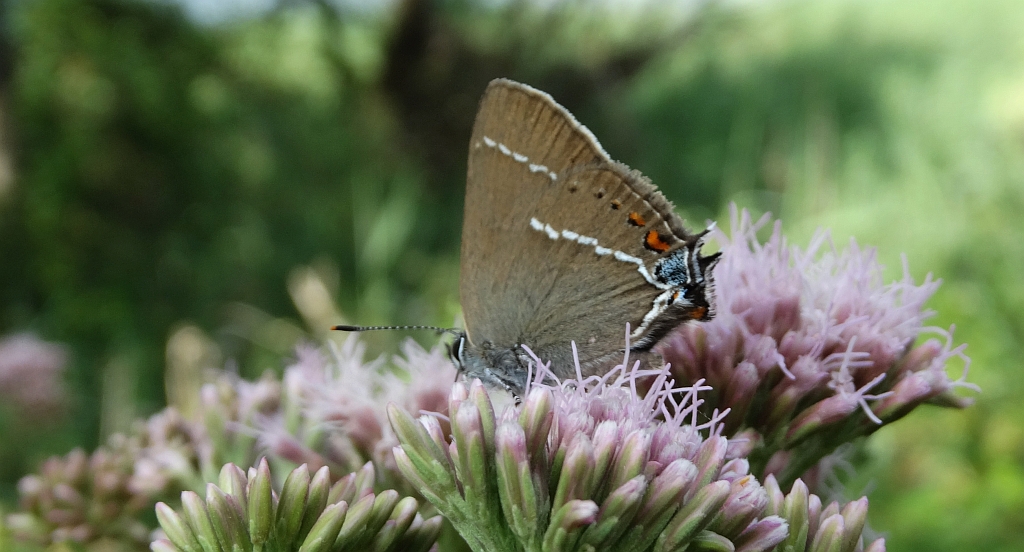 Ogończyk tarninowiec (Satyrium spini)