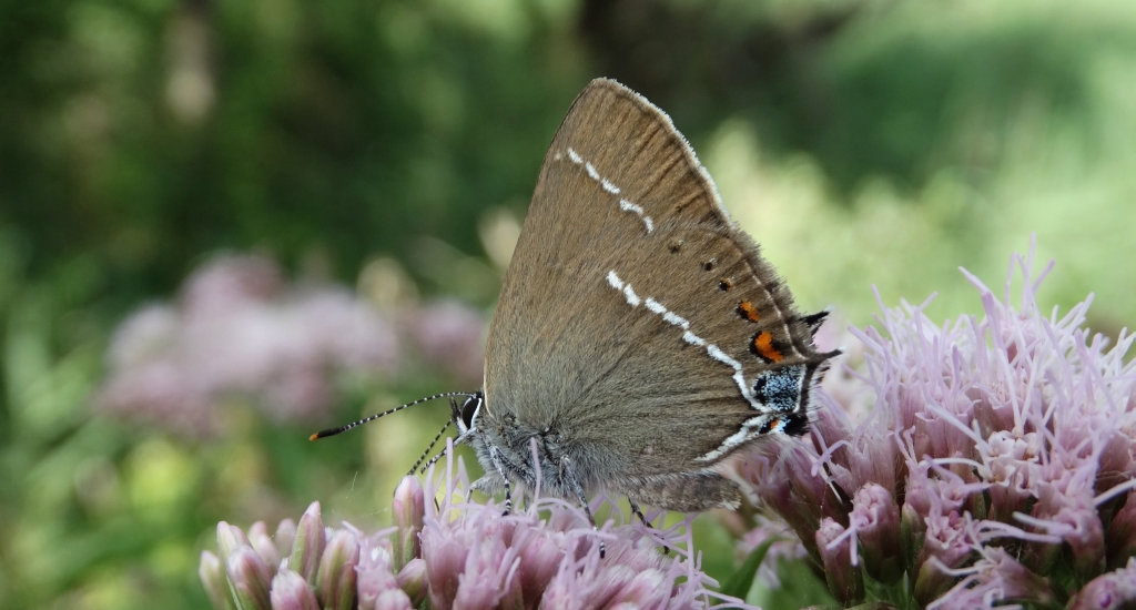 Ogończyk tarninowiec (Satyrium spini)