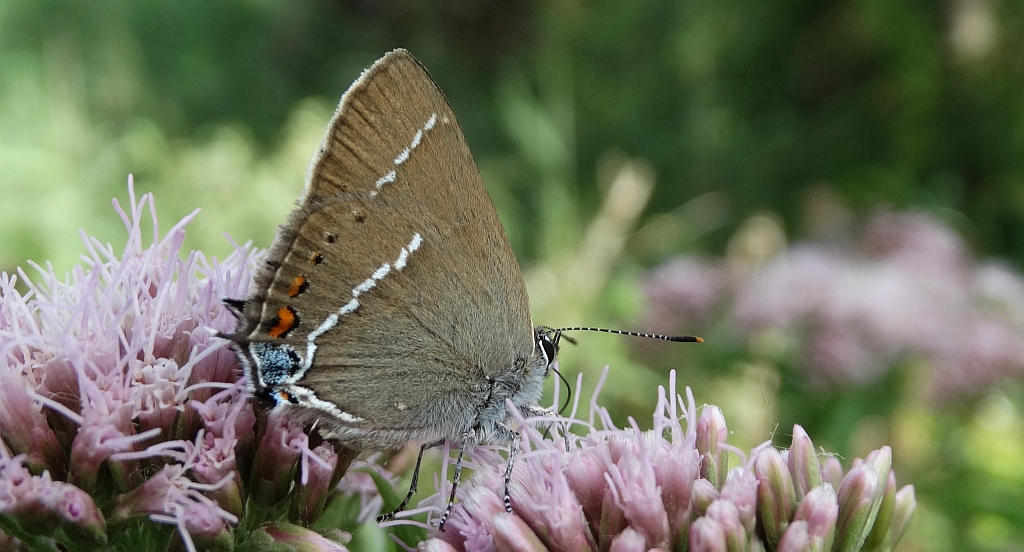 Ogończyk tarninowiec (Satyrium spini)