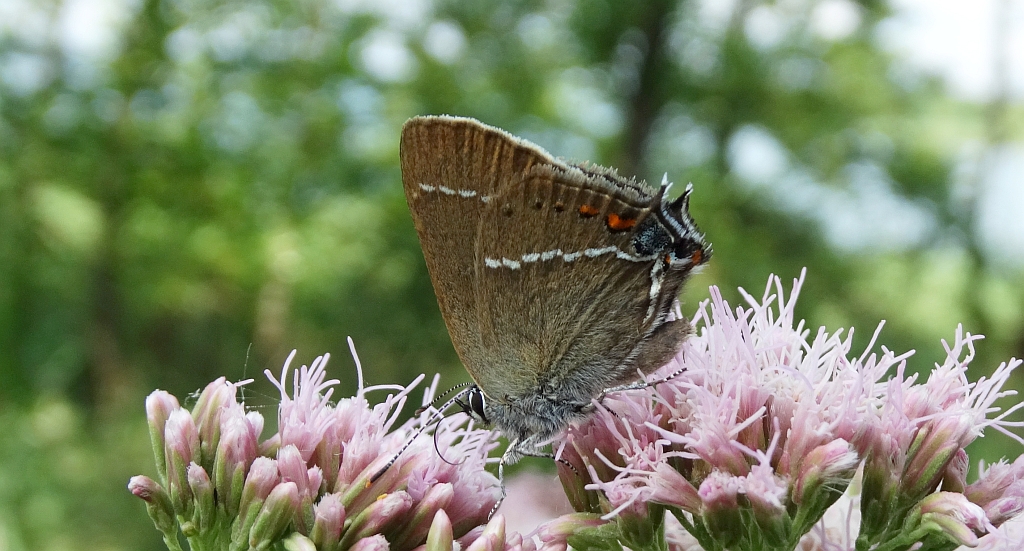 Ogończyk tarninowiec (Satyrium spini)