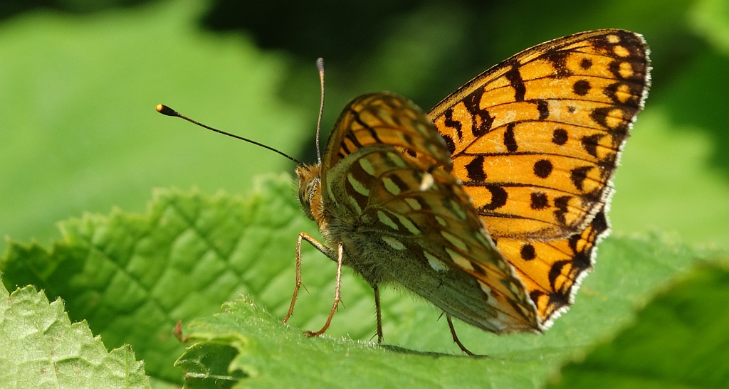 Dostojka aglaja, perłowiec większy (Speyeria aglaja)