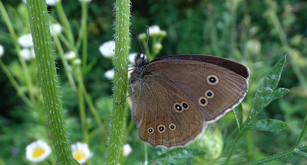 Przestrojnik trawnik (Aphantopus hyperantus)