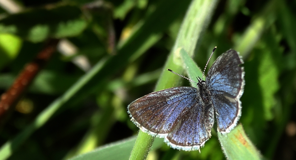 Modraszek argiades (Cupido argiades)