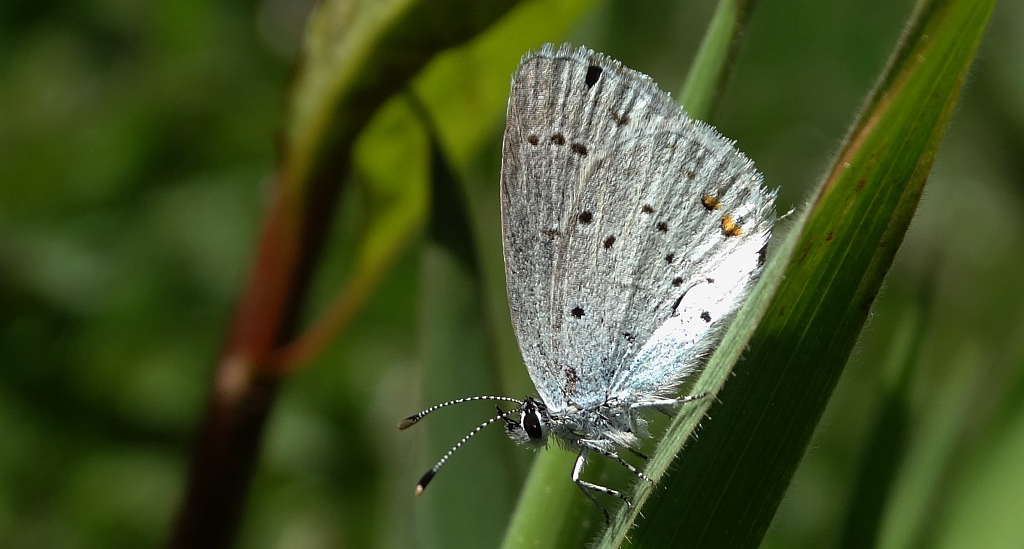 Modraszek argiades (Cupido argiades)