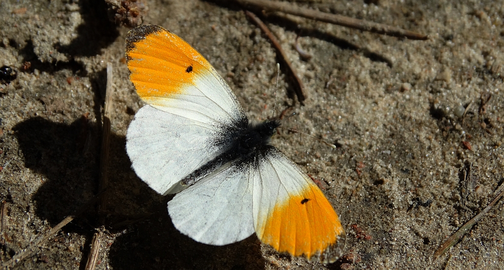 Zorzynek rzeżuchowiec (Anthocharis cardamines)