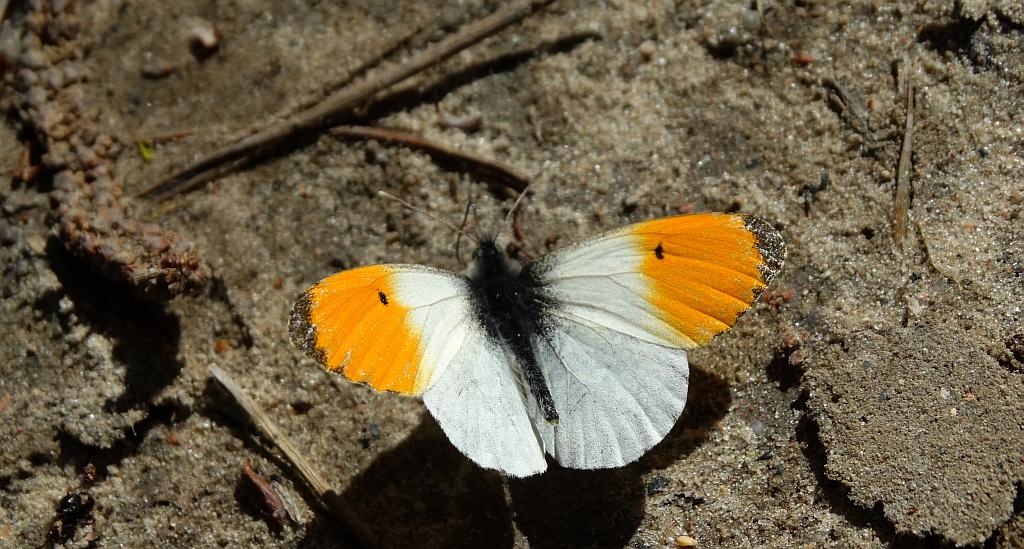 Zorzynek rzeżuchowiec (Anthocharis cardamines)