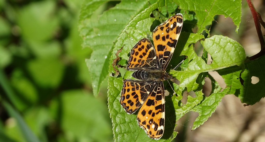 Rusałka kratnik (Arashnia levana)