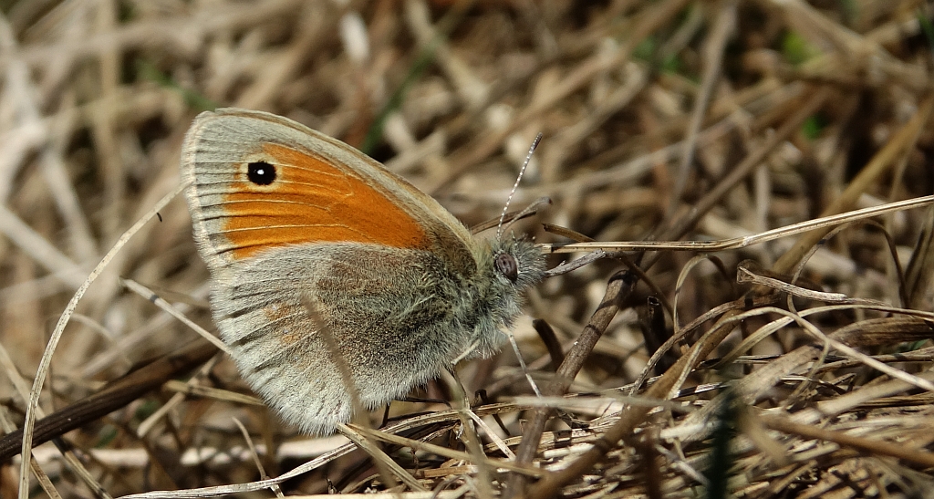 Strzępotek ruczajnik (Coenonympha pamphilus)