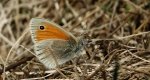 Strzępotek ruczajnik (Coenonympha pamphilus)