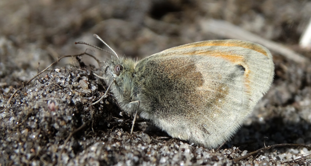 Strzępotek ruczajnik (Coenonympha pamphilus)