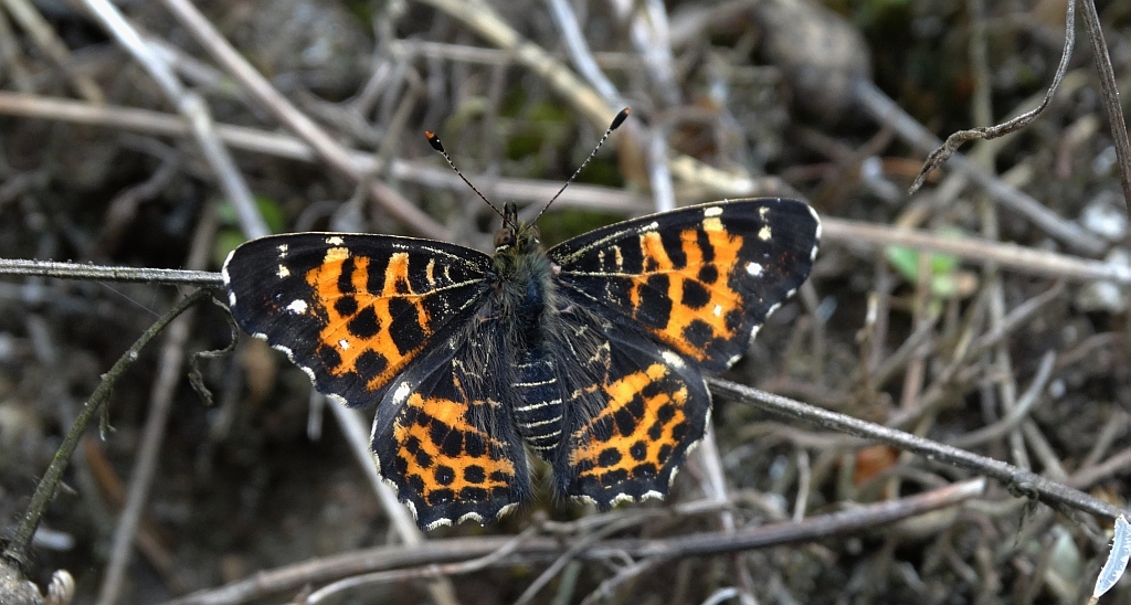 Rusałka kratnik (Arashnia levana)