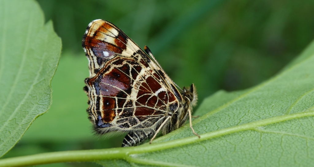 Rusałka kratnik (Arashnia levana)