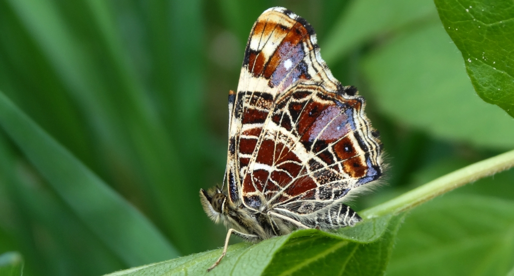 Rusałka kratnik (Arashnia levana)