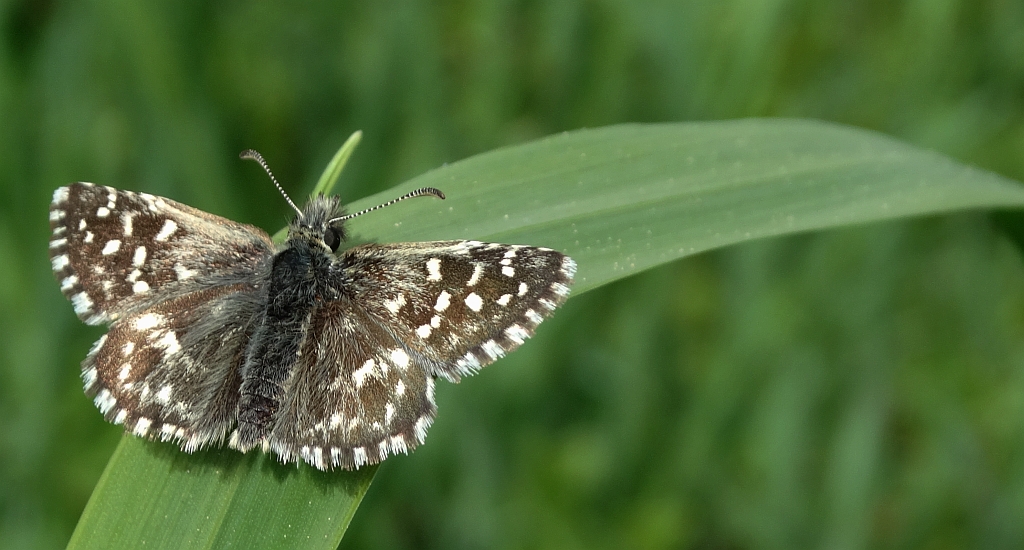 Powszelatek malwowiec (Pyrgus malvae)