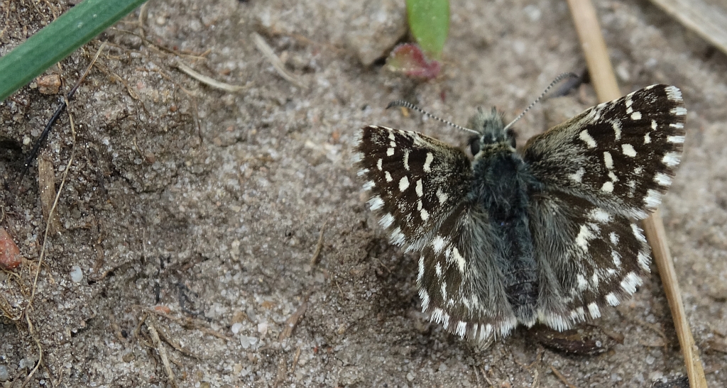 Powszelatek malwowiec (Pyrgus malvae)