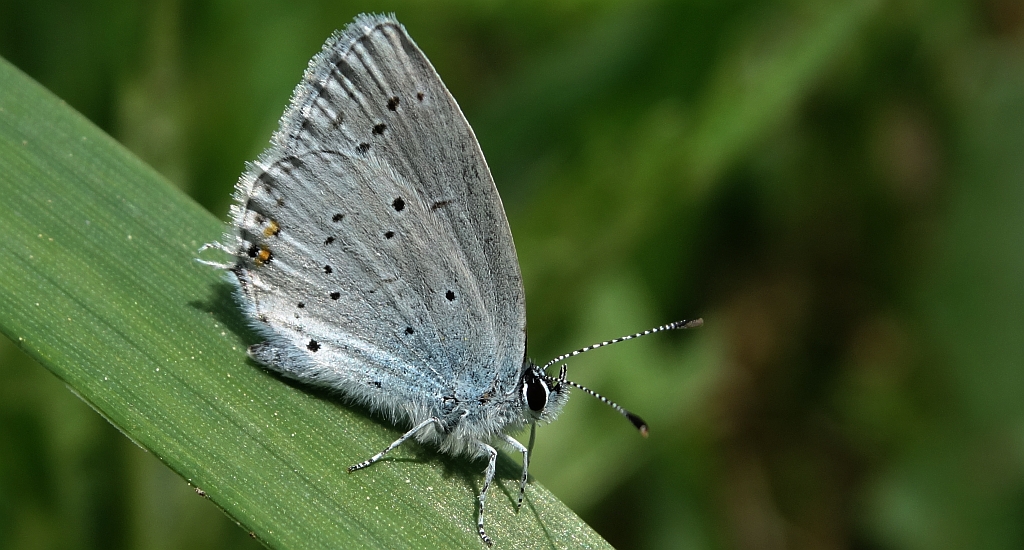 Modraszek argiades (Cupido argiades)
