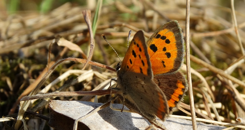 Czerwończyk żarek (Lycaena phlaeas)