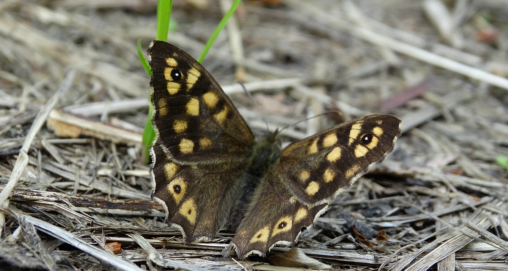 Osadnik egeria (Pararge aegeria)