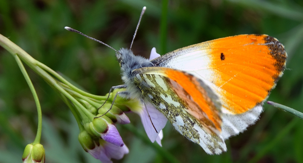 Zorzynek rzeżuchowiec (Anthocharis cardamines)