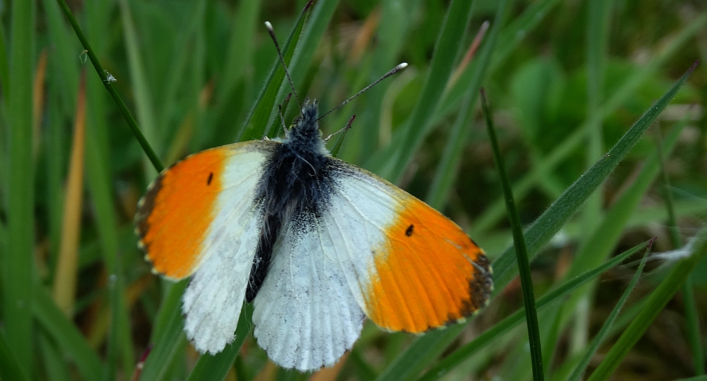 Zorzynek rzeżuchowiec (Anthocharis cardamines)