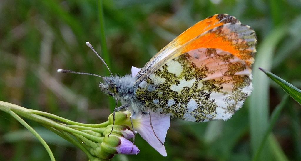 Zorzynek rzeżuchowiec (Anthocharis cardamines)