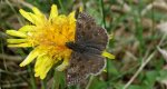 Powszelatek brunatek (Erynnis tages)
