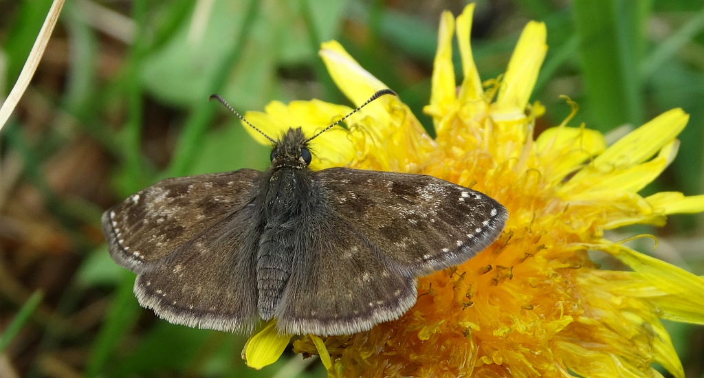 Powszelatek brunatek (Erynnis tages)