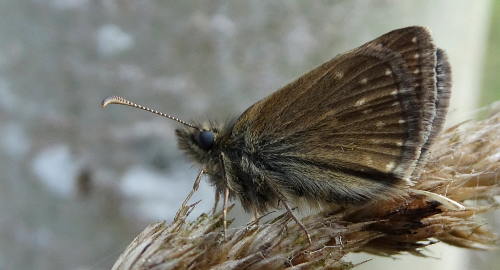 Powszelatek brunatek (Erynnis tages)