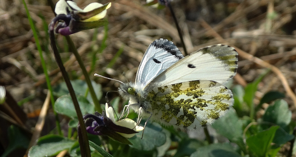 Zorzynek rzeżuchowiec (Anthocharis cardamines)