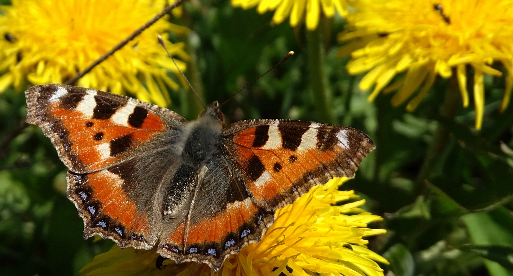 Rusałka pokrzywnik (Aglais urticae)